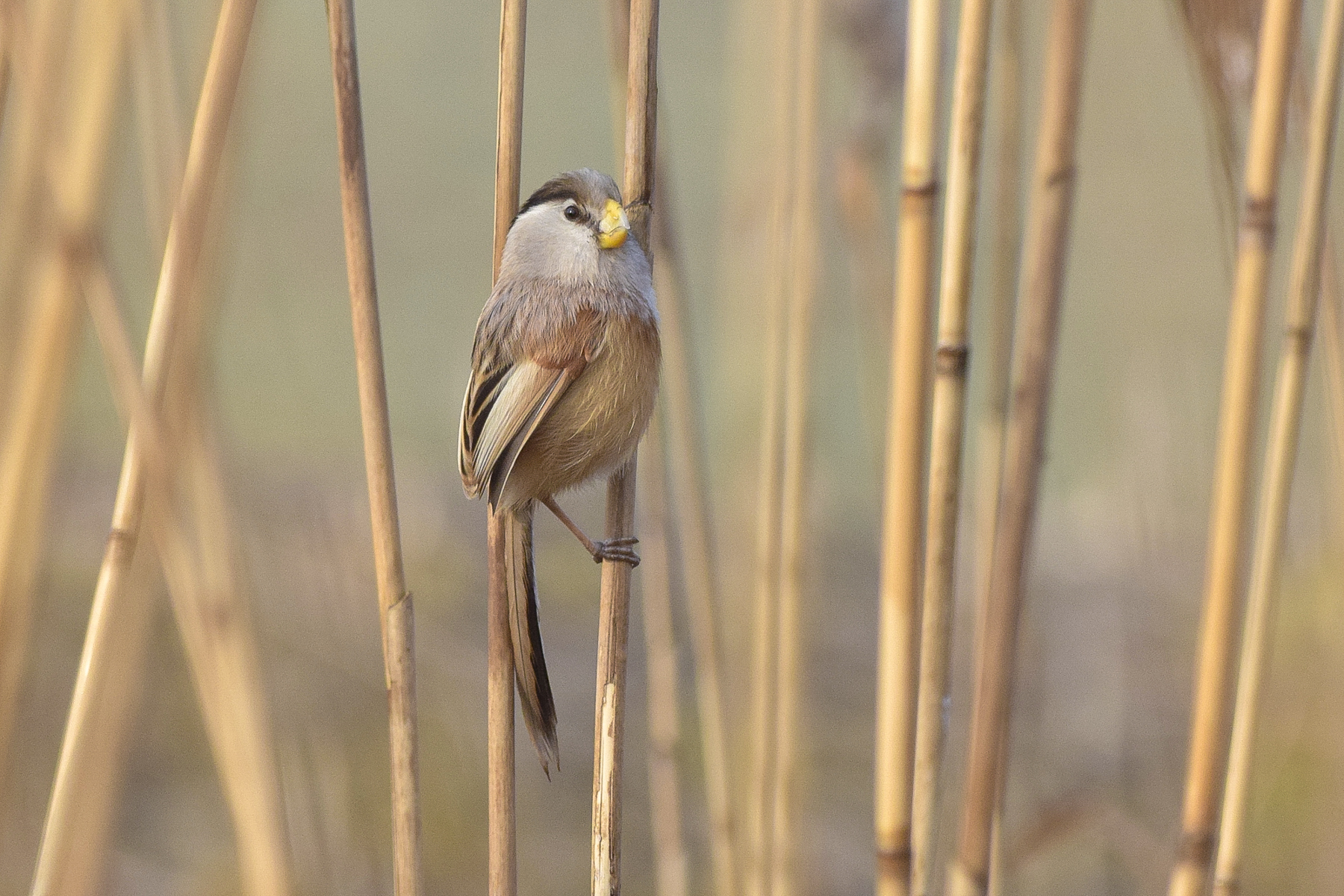 Reed Parrotbill (image by Vincent van der Spek)