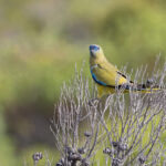 Rock Parrot (image by Mike Watson)