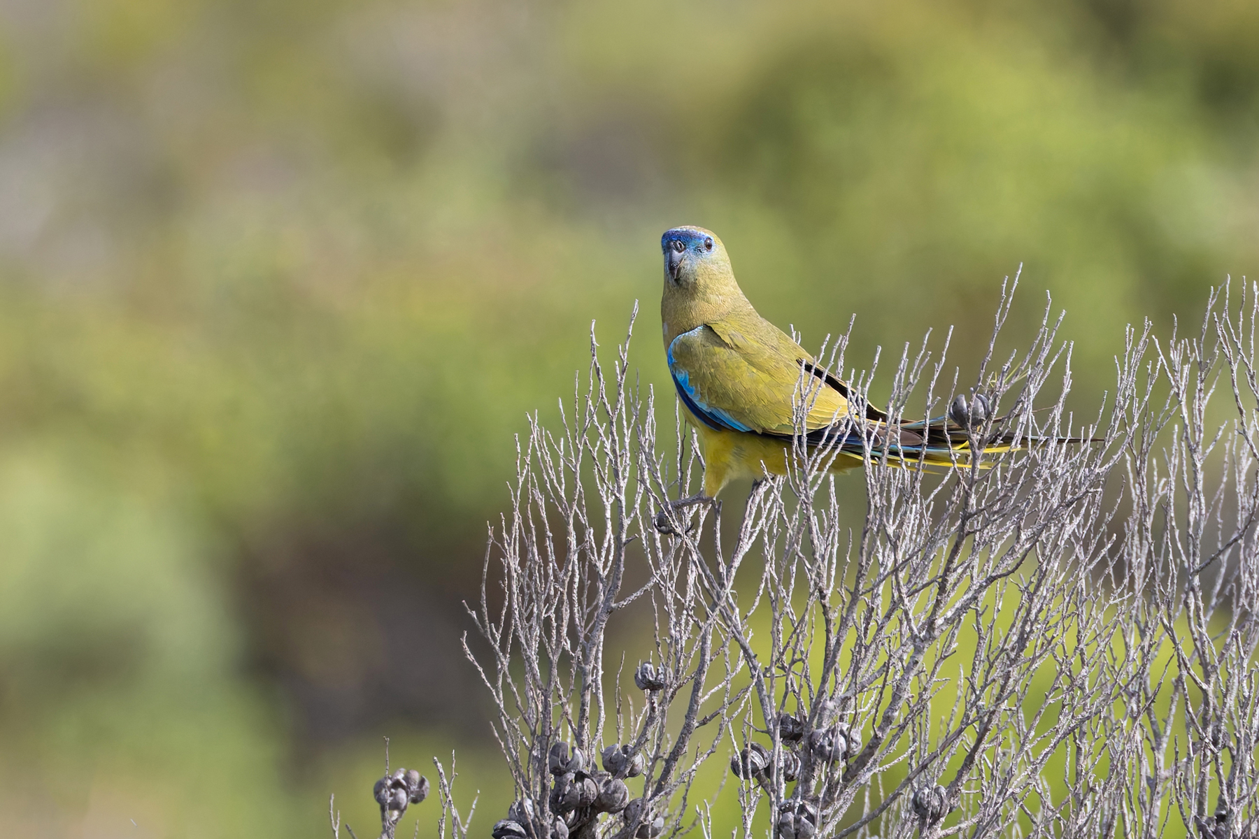 Rock Parrot (image by Mike Watson)