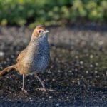 Rufous Bristlebird (image by Mike Watson)