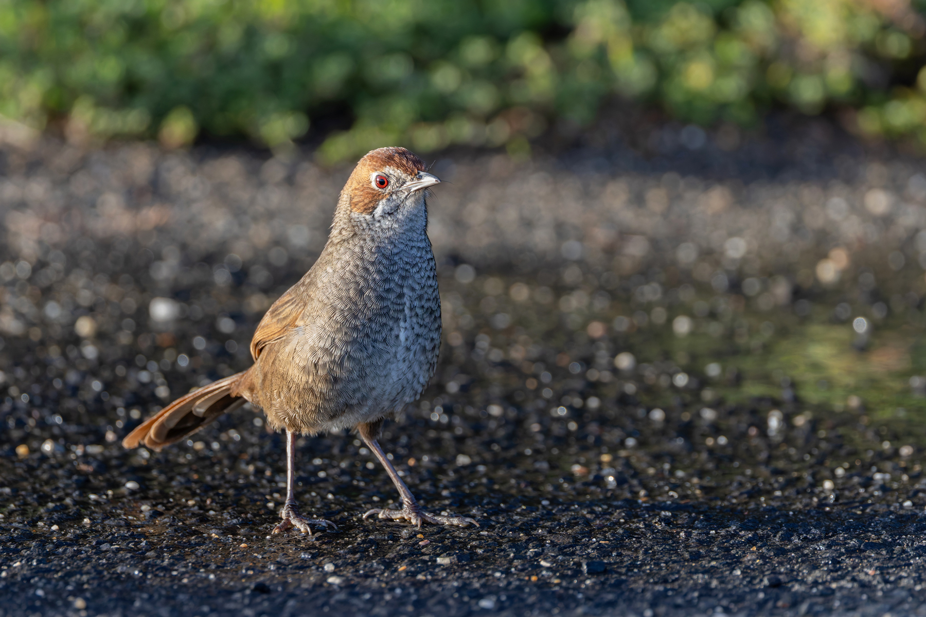 Rufous Bristlebird (image by Mike Watson)
