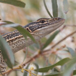 Sand Goanna (image by Mike Watson)
