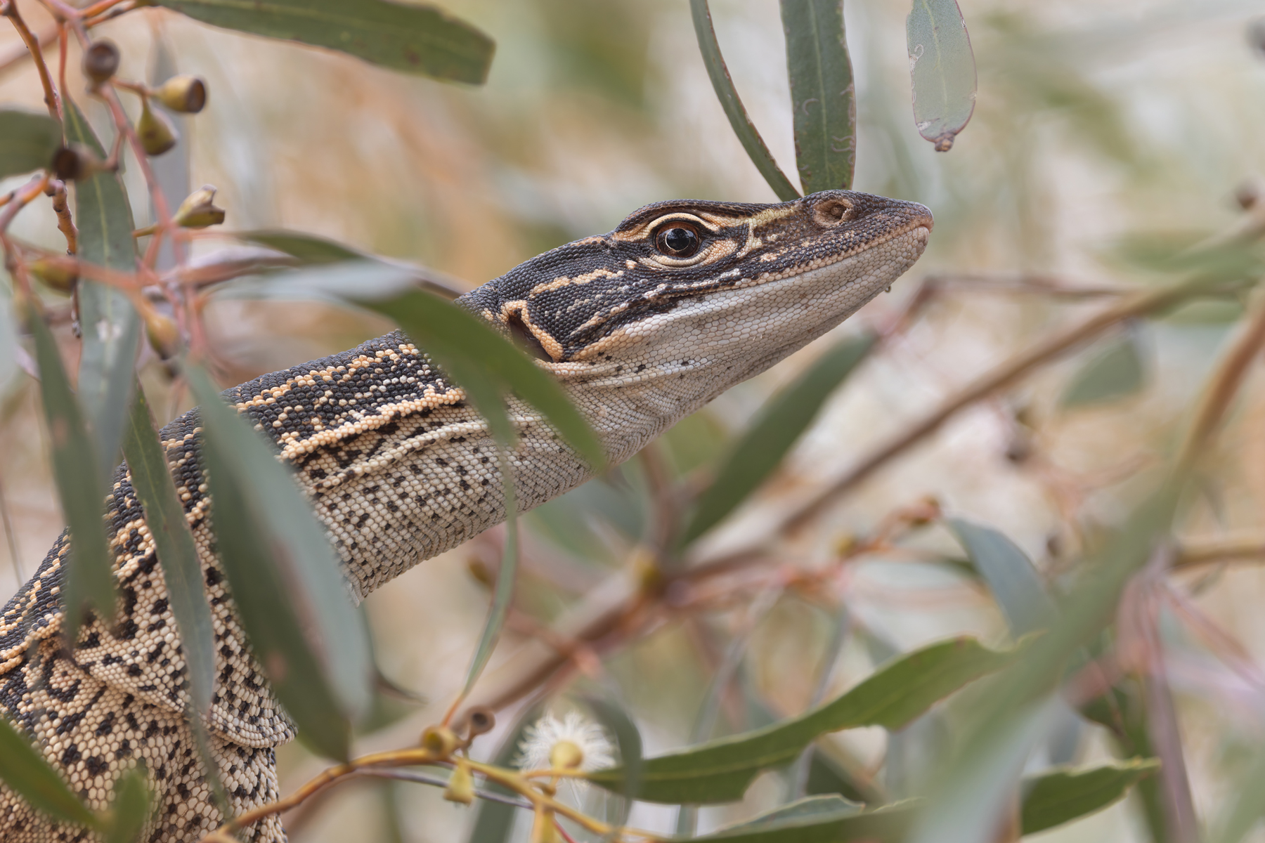 Sand Goanna (image by Mike Watson)