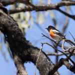 Scarlet Robin (image by Mike Watson)