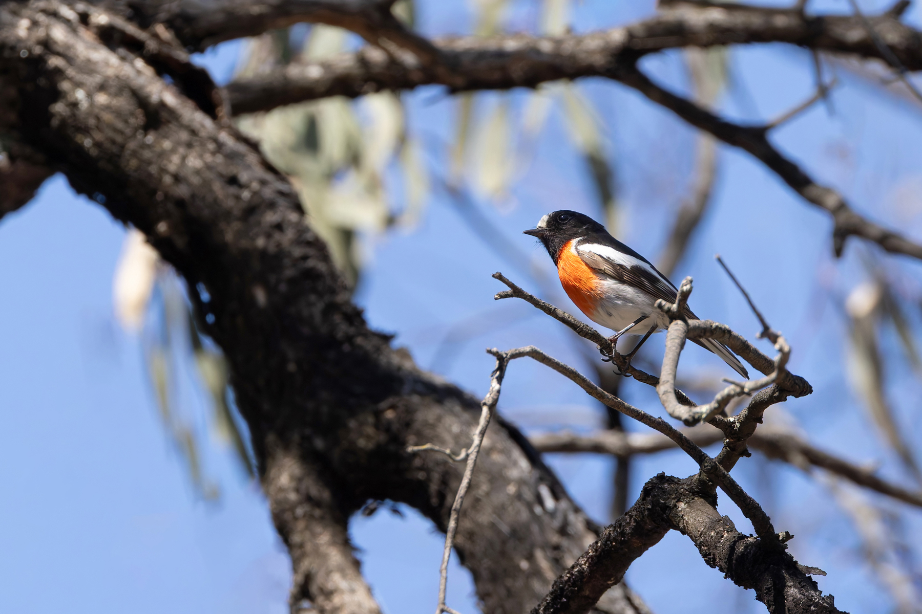 Scarlet Robin (image by Mike Watson)