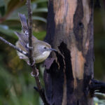 Scrubtit (image by Mike Watson)