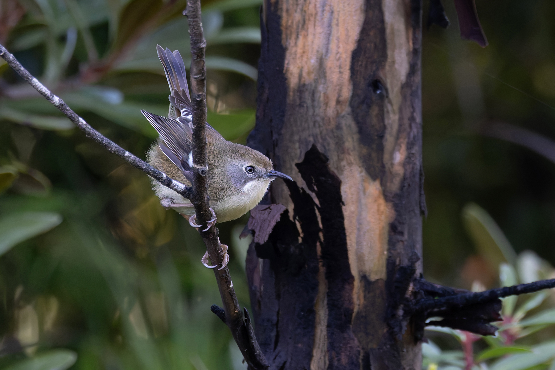 Scrubtit (image by Mike Watson)