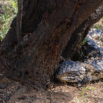 Shingleback (image by Mike Watson)