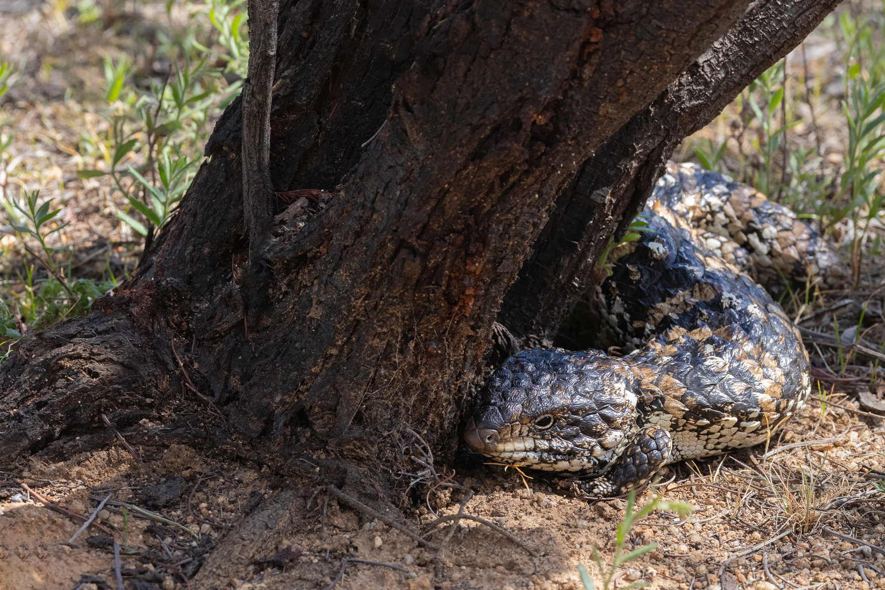 Shingleback (image by Mike Watson)