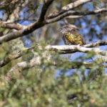 Shining Bronze Cuckoo (image by Mike Watson)