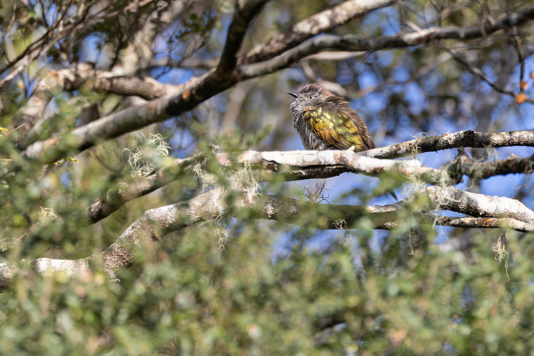 Shining Bronze Cuckoo (image by Mike Watson)