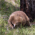 Short-beaked Echidna (image by Mike Watson)