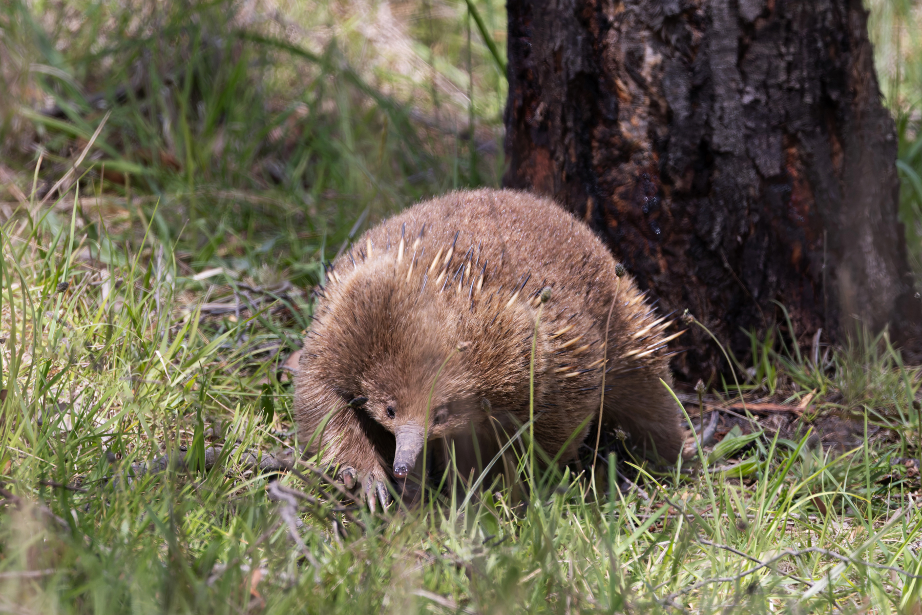 Short-beaked Echidna (image by Mike Watson)