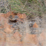 Short-tailed Grasswren (image by Mike Watson)