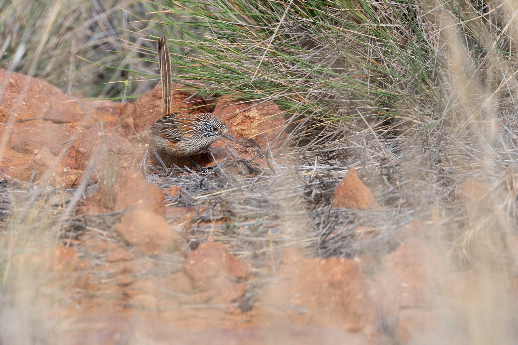Short-tailed Grasswren (image by Mike Watson)