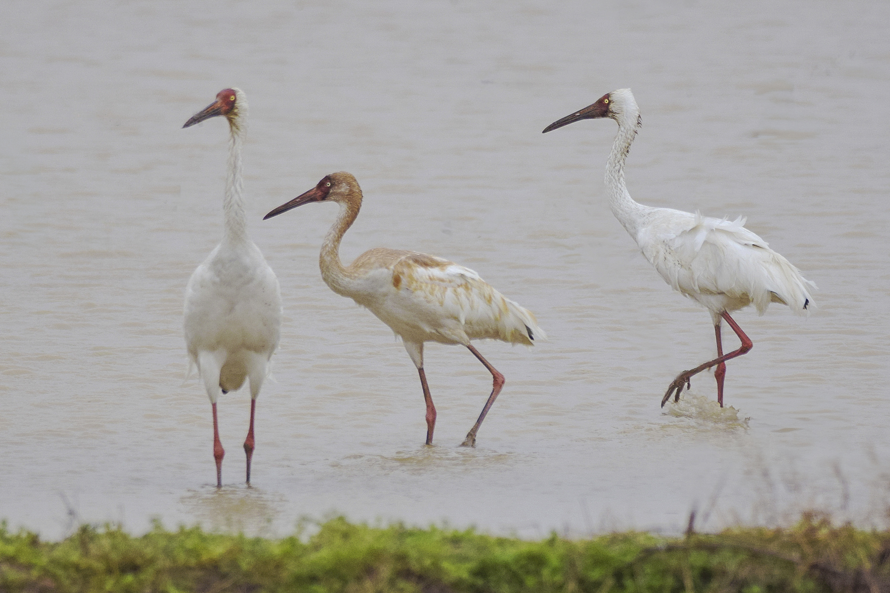 Siberian Cranes (image by Vincent van der Spek)