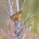 Southern Emu-wren (image by Mike Watson)
