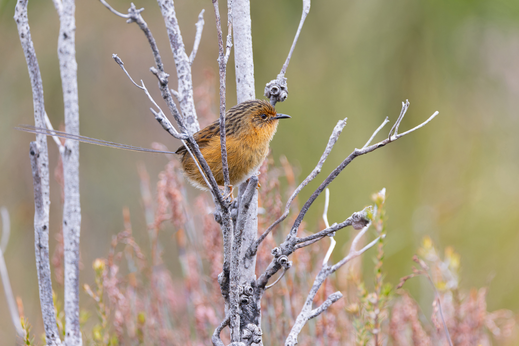 Southern Emu-wren (image by Mike Watson)