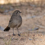 Southern Scrub Robin (image by Mike Watson)