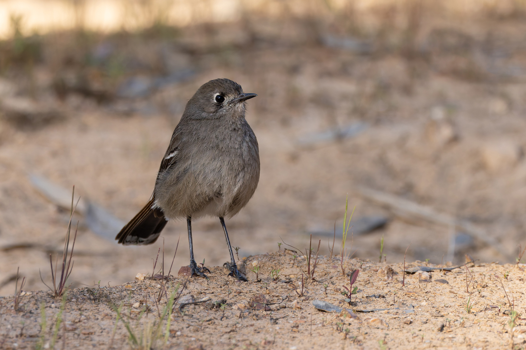 Southern Scrub Robin (image by Mike Watson)