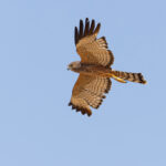 Spotted Harrier (image by Mike Watson)