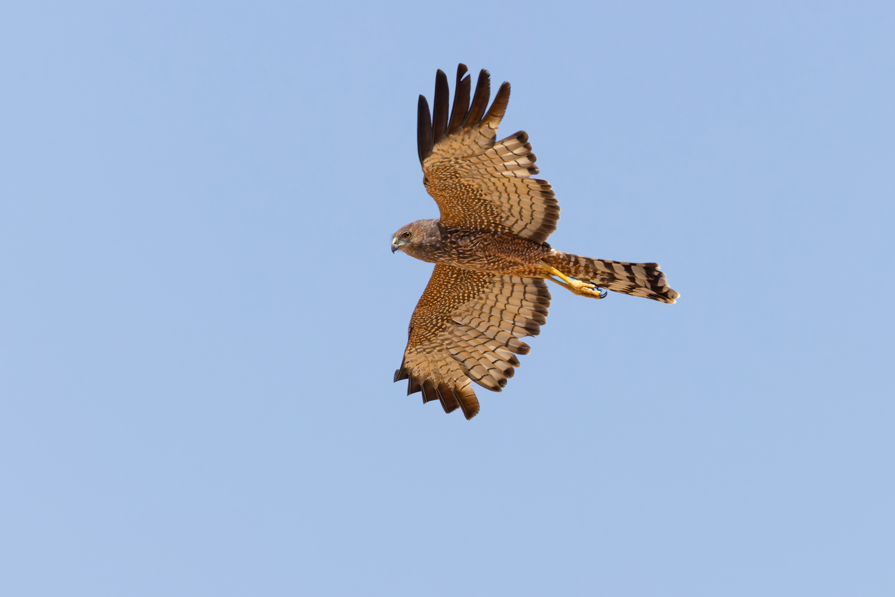Spotted Harrier (image by Mike Watson)