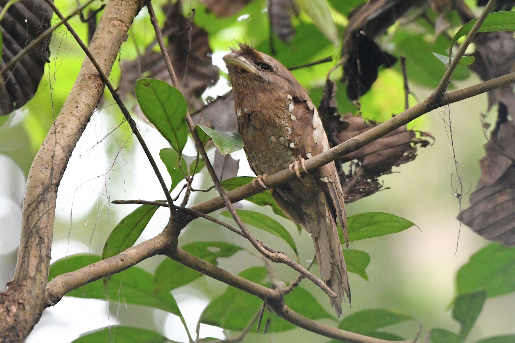 Sri Lanka Frogmouth (image by Vincent van der Spek)
