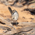 Striated Grasswren (image by Mike Watson)