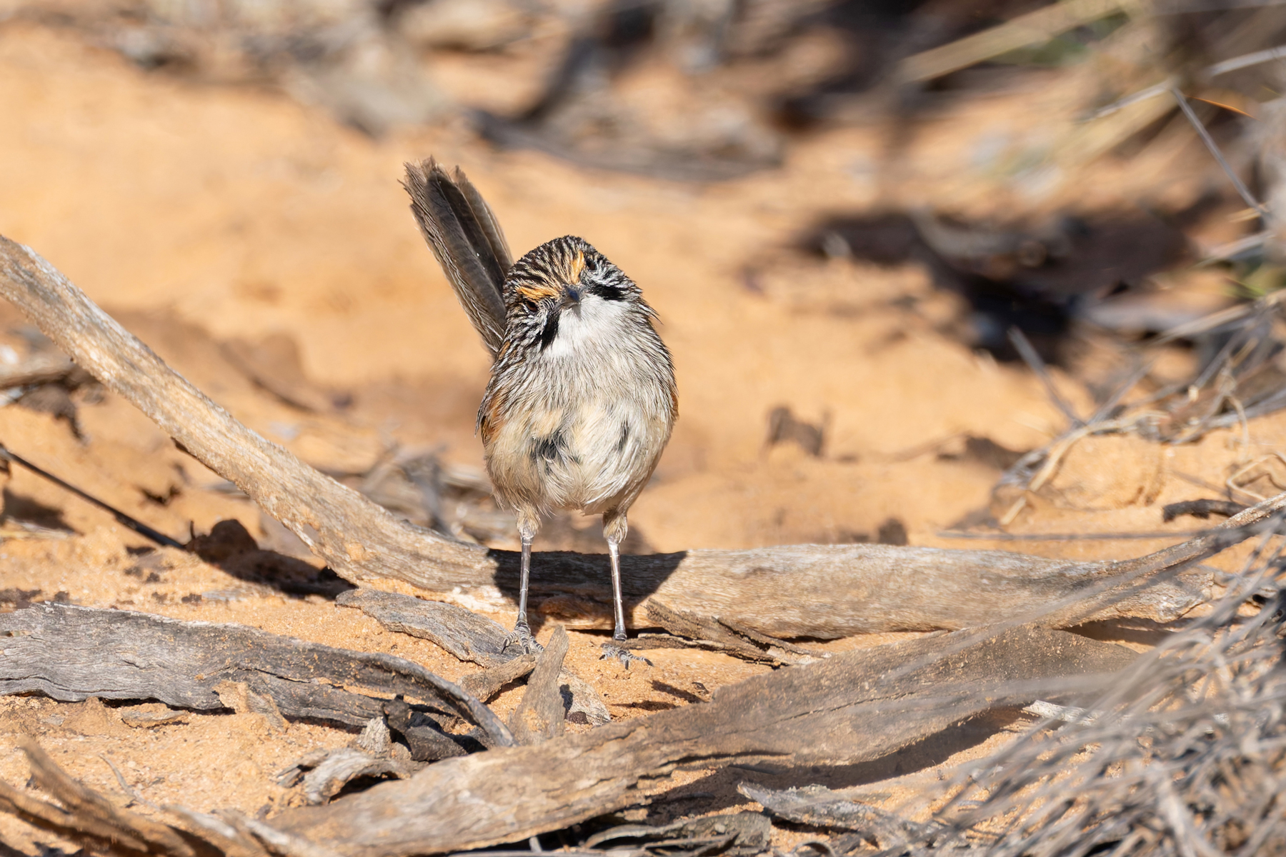 Striated Grasswren (image by Mike Watson)