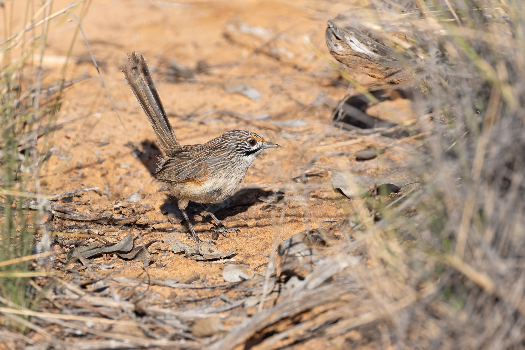 Striated Grasswren (image by Mike Watson)