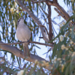 Striped Honeyeater (image by Mike Watson)