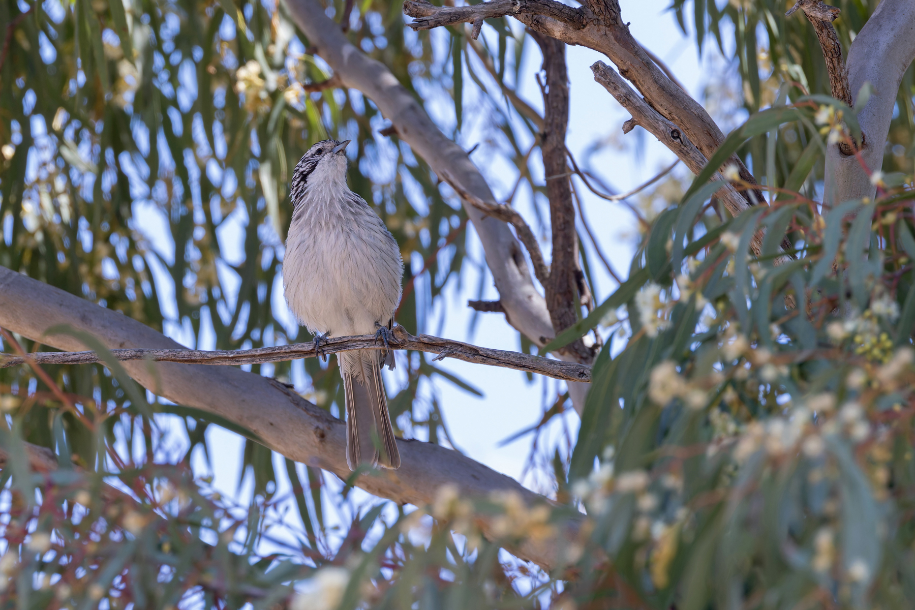 Striped Honeyeater (image by Mike Watson)