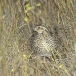 female Stubble Quail (image by Mike Watson)