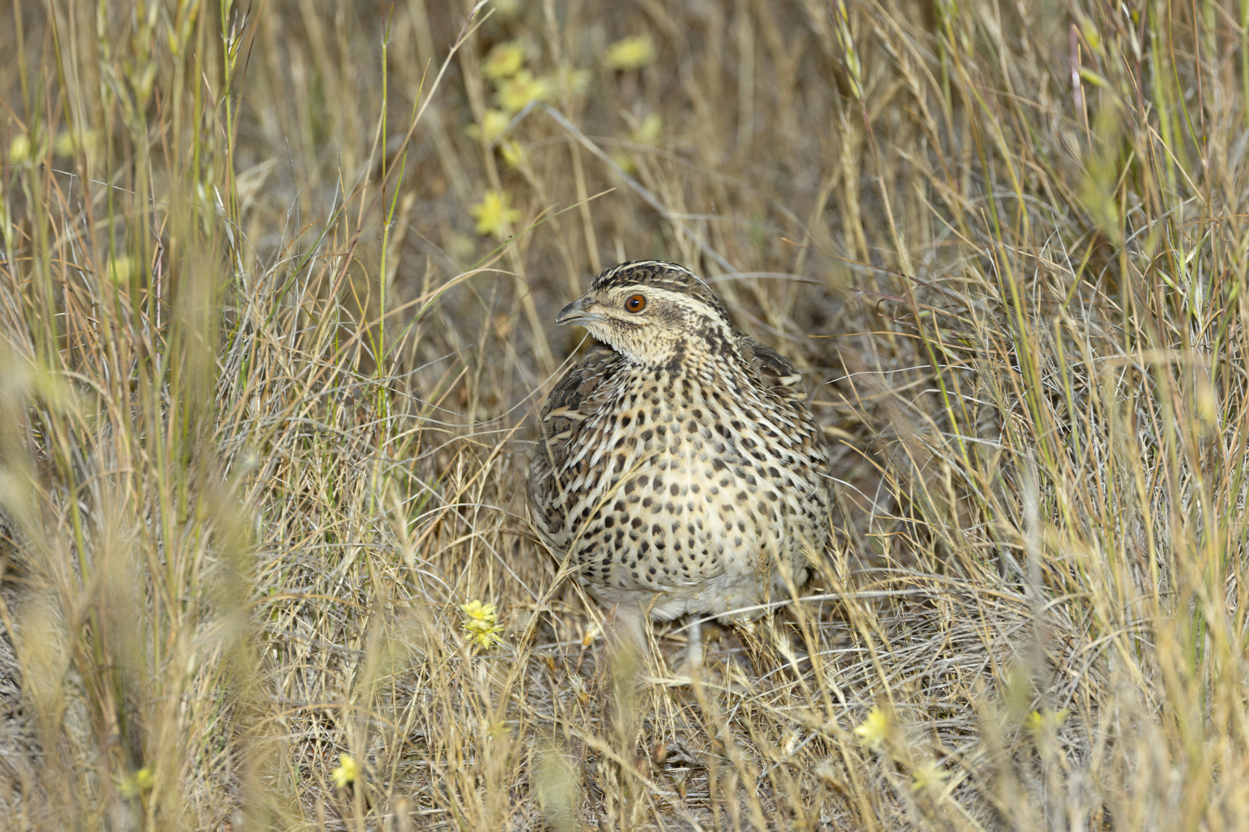 female Stubble Quail (image by Mike Watson)