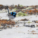 Superb Fairywren (image by Mike Watson)
