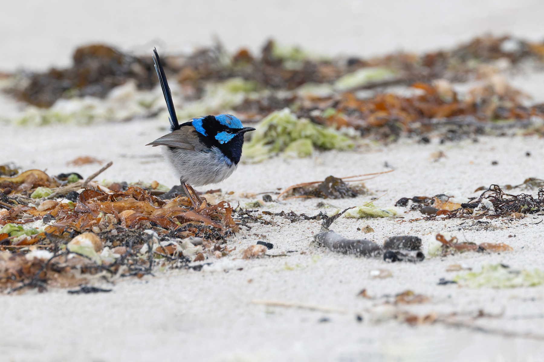 Superb Fairywren (image by Mike Watson)