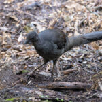 Superb Lyrebird (image by Mike Watson)