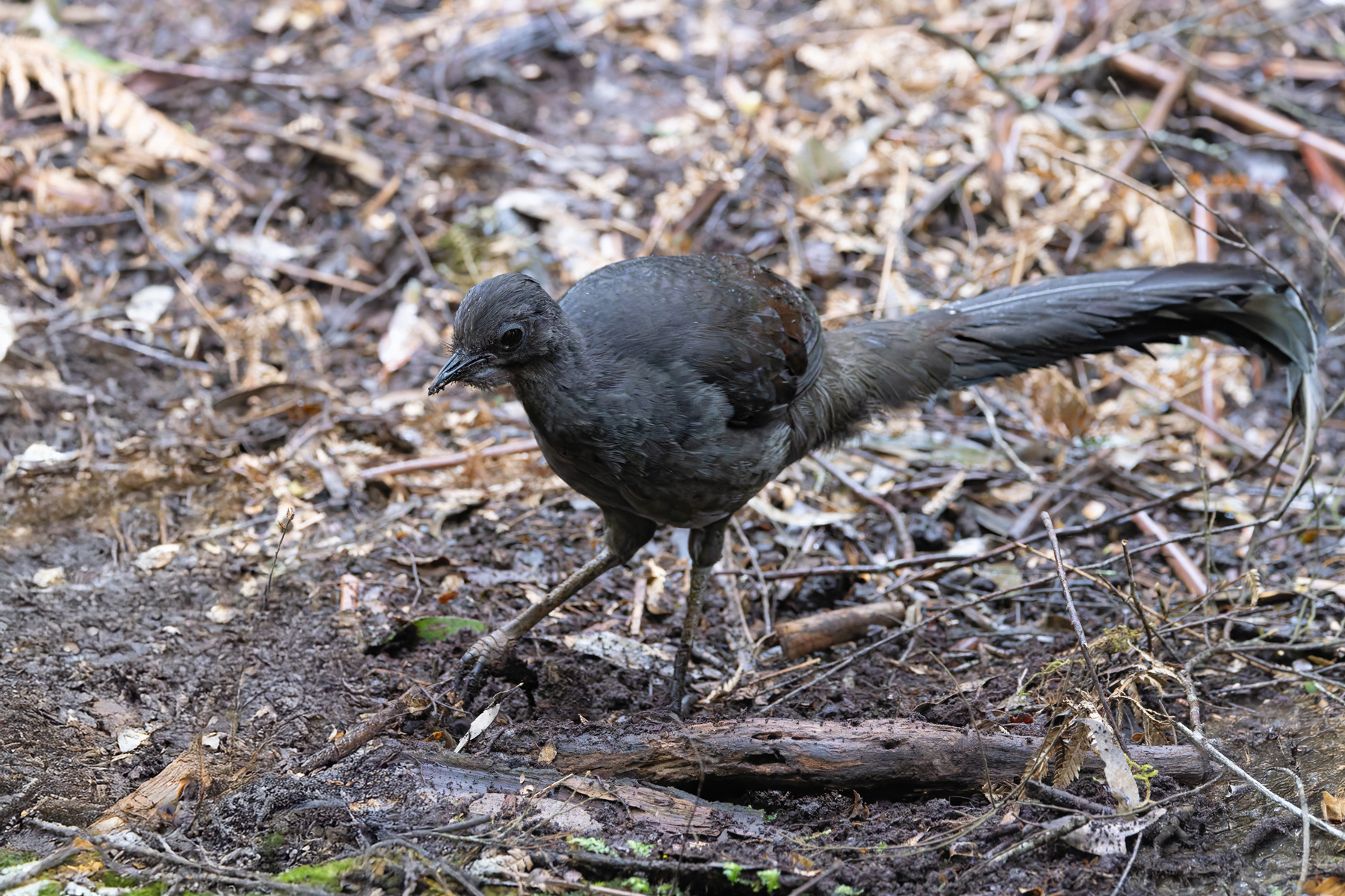 Superb Lyrebird (image by Mike Watson)