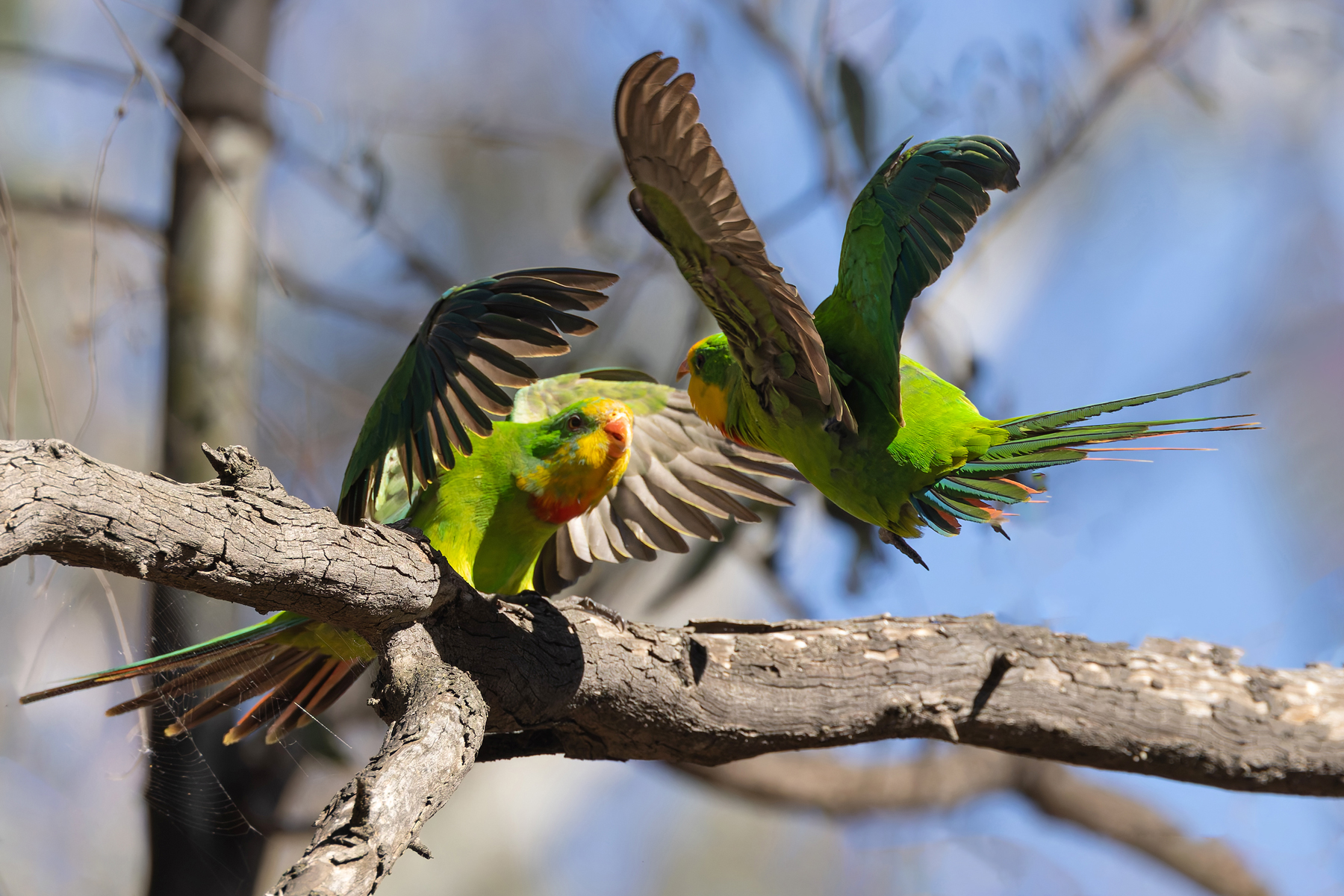 Superb Parrots (image by Mike Watson)