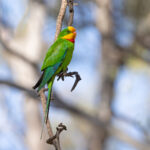 Superb Parrot (image by Mike Watson)