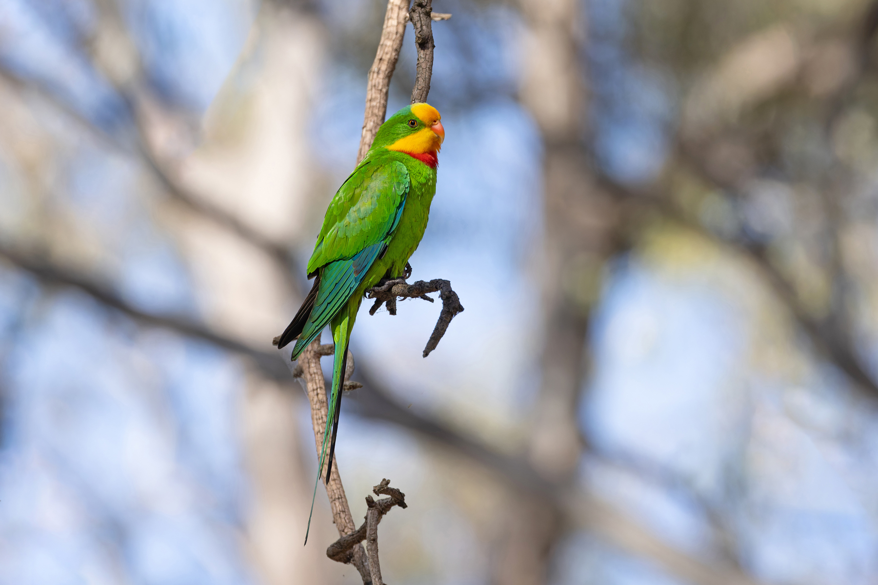 Superb Parrot (image by Mike Watson)
