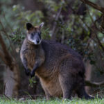 Swamp Wallaby (image by Mike Watson)