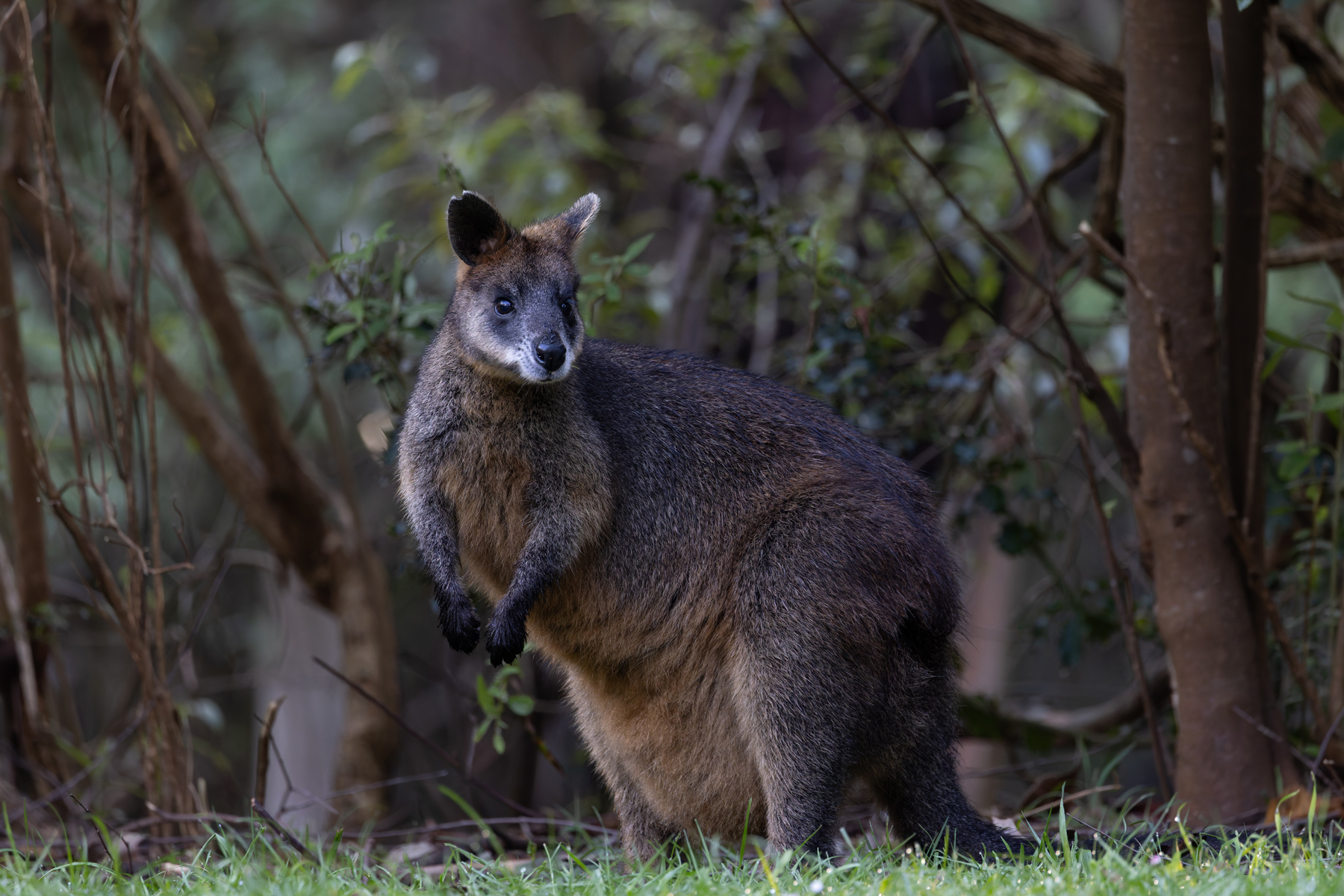 Swamp Wallaby (image by Mike Watson)