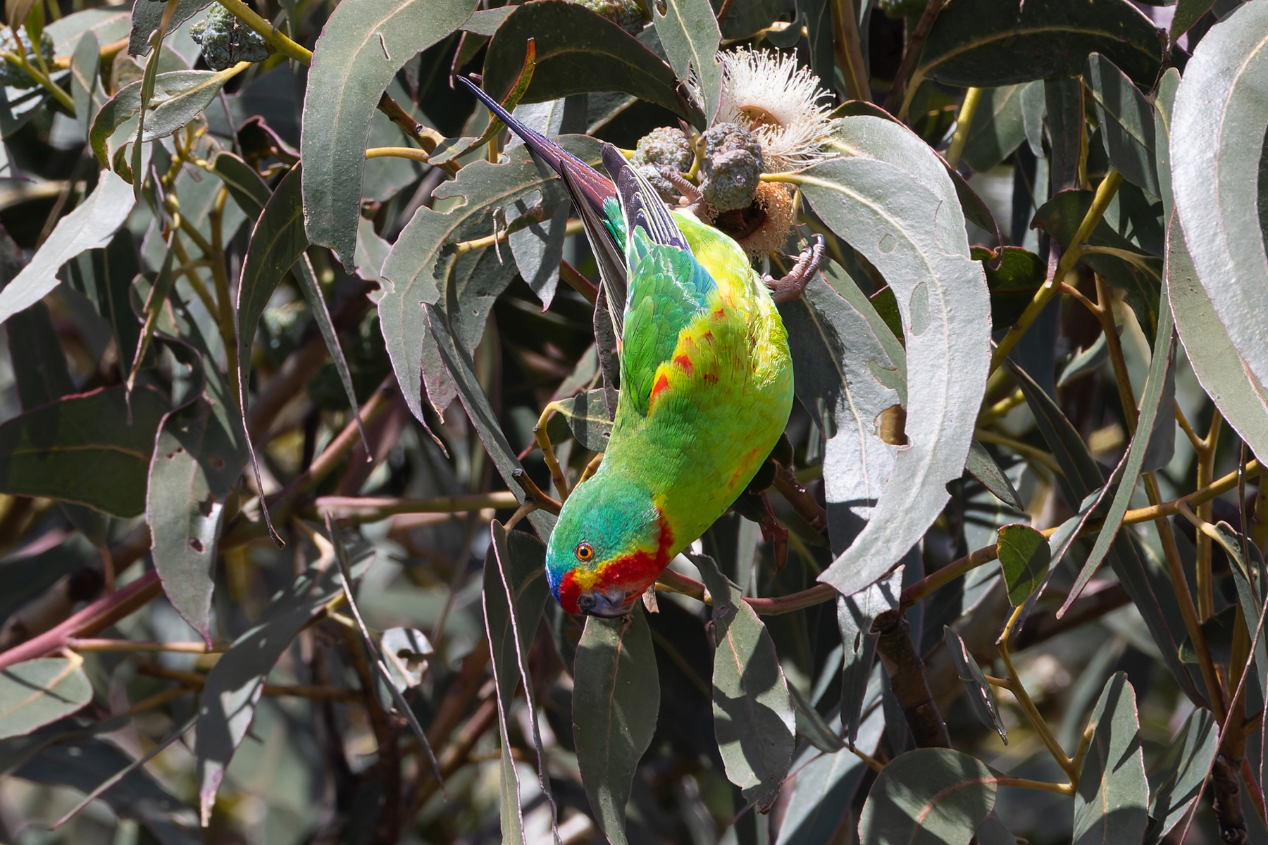 Swift Parrot (image by Mike Watson)