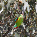 Swift Parrot (image by Mike Watson)