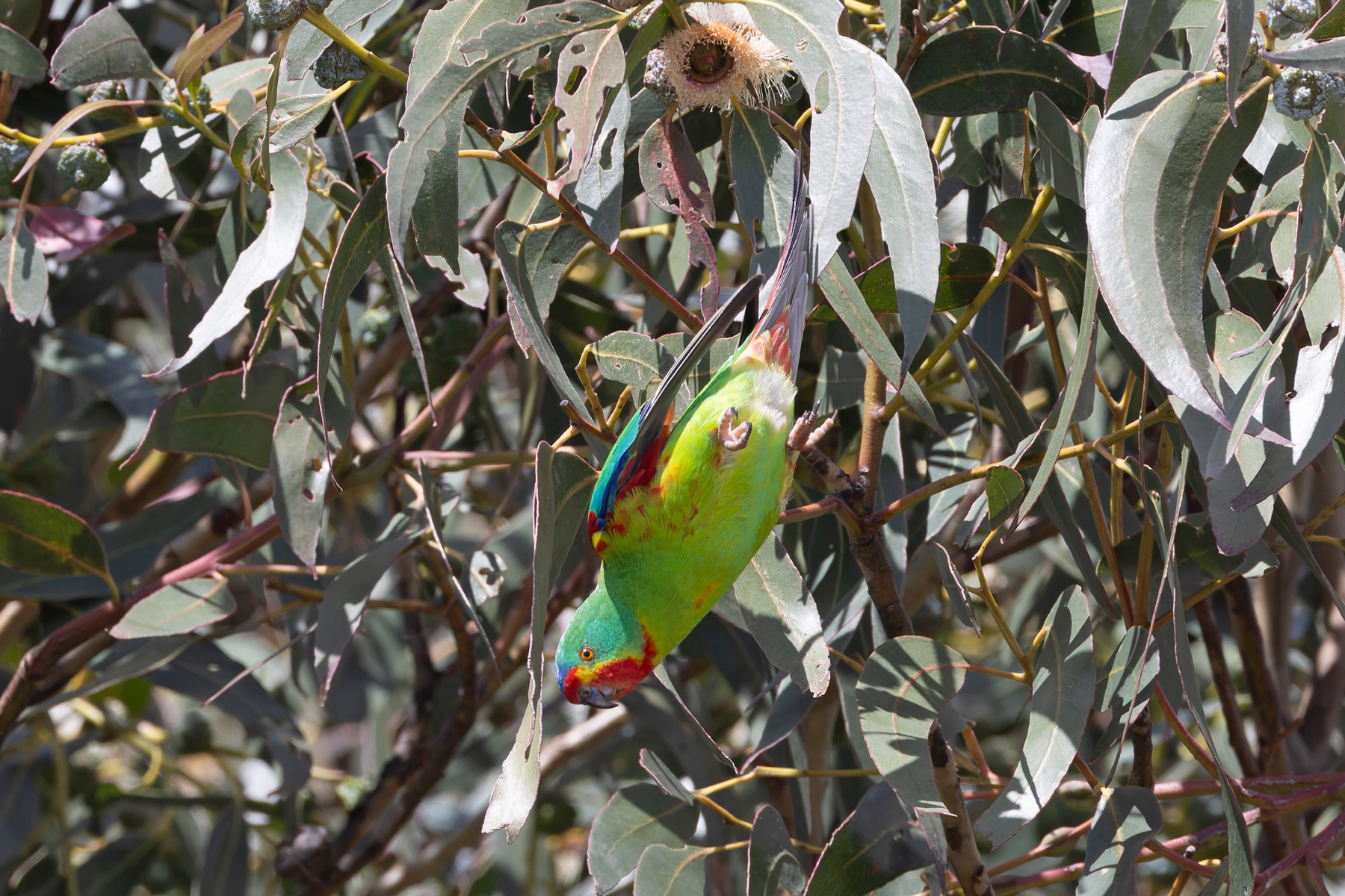 Swift Parrot (image by Mike Watson)