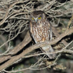 Tasmanian Boobook (image by Mike Watson)