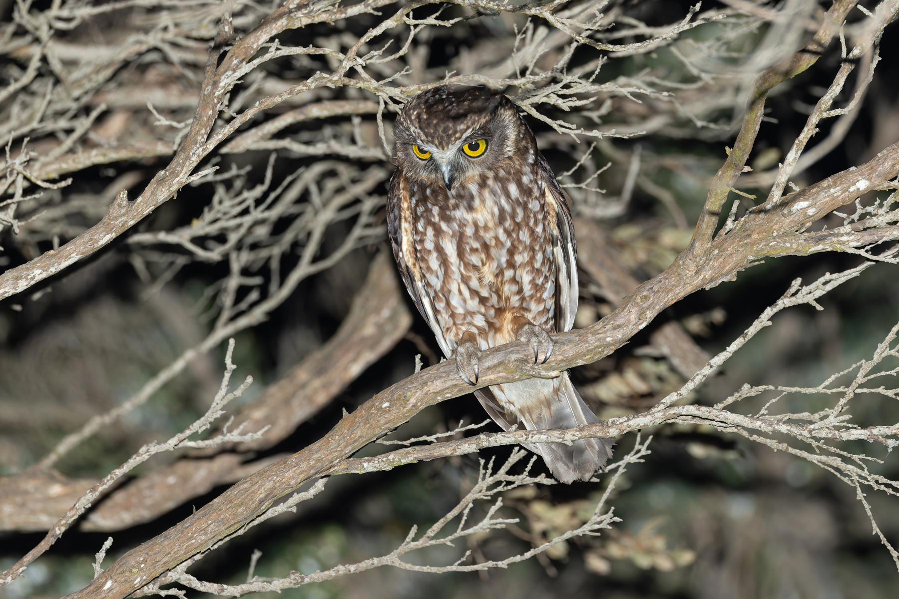 Tasmanian Boobook (image by Mike Watson)