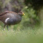 Tasmanian Nativehen (image by Mike Watson)