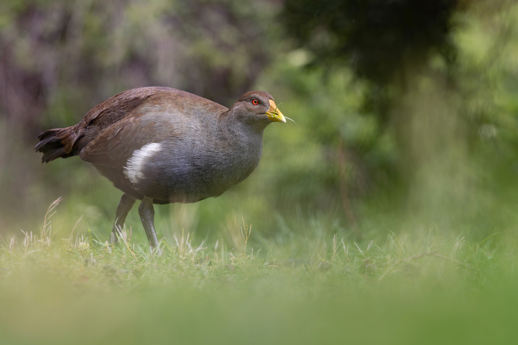 Tasmanian Nativehen (image by Mike Watson)
